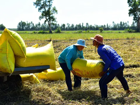 Lợi nhuận ngành gạo quý 2/2025 phân hóa mạnh: Doanh nghiệp lớn trụ vững, nhóm yếu kém lún sâu vào khủng hoảng