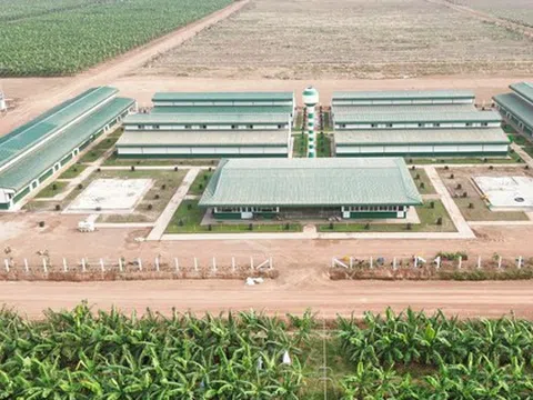 Bầu Đức trồng sầu riêng, 'vua thép' Trần Đình Long nuôi gà: Làn sóng đầu tư nông nghiệp quy mô lớn của các tỷ phú Việt
