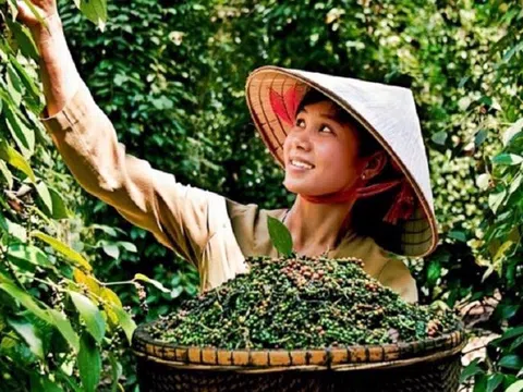 Giá tiêu giảm 17% trong quý II, nghịch lý xuất khẩu: giảm lượng nhưng kim ngạch tăng 34%