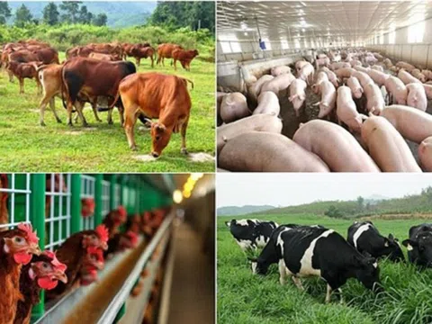 Lợi nhuận doanh nghiệp chăn nuôi tăng bằng lần, Dabaco và BAF dẫn đầu đà tăng trưởng