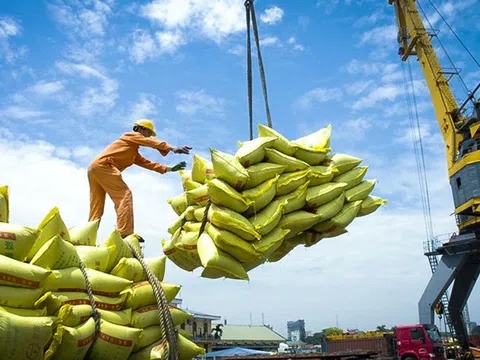 Việt Nam vươn lên vị trí á quân xuất khẩu gạo thế giới