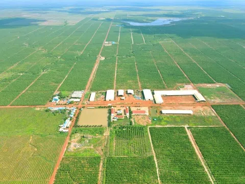 Lỗ sau soát xét của HAGL Agrico tăng thêm 61 tỷ, kiểm toán nghi ngờ khả năng hoạt động liên tục