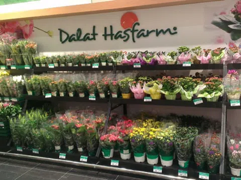 Chi khoảng 4.600 tỷ đồng mua lại doanh nghiệp tại Australia, Dalat Hasfarm trở thành công ty hoa tươi top đầu thế giới