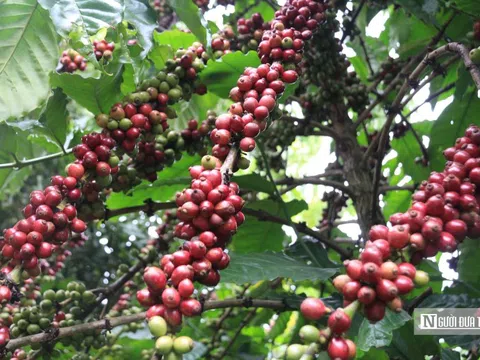 Cà phê giữ vị trí dẫn đầu trong nhóm nông sản xuất khẩu