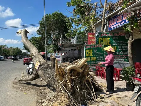 Hơn nửa tháng sau bão, đô thị Nghệ An vẫn ngổn ngang cây xanh gãy đổ