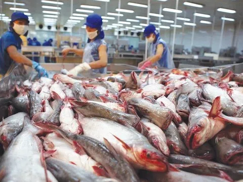 Giá cá tra xuất khẩu được dự báo sẽ tăng mạnh