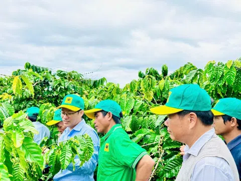 Canh tác cà phê thông minh: Định hướng phát triển bền vững trong bối cảnh biến đổi khí hậu