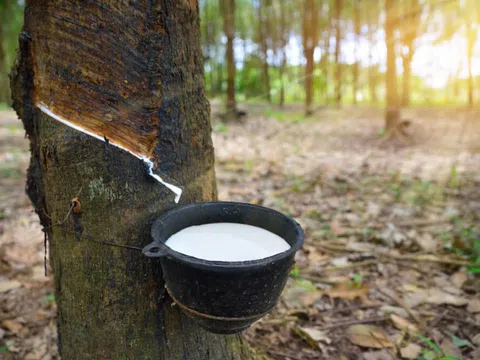 Nhờ hợp đồng thuê mới, Phát triển Đô thị và Khu công nghiệp Cao su Việt Nam (VRG) báo lãi trở lại trong quý III/2025