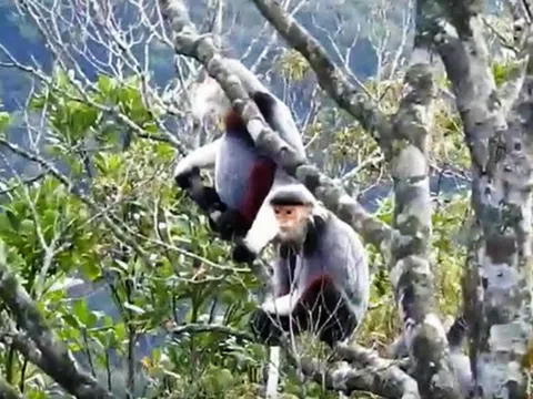 VIDEO: Cận cảnh loài voọc quý hiếm tung tăng dạn người trên đỉnh Bạch Mã