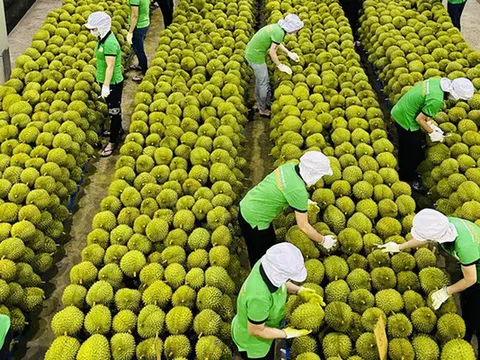 Lắp điện mặt trời tự dùng phải thông báo UBND cấp xã, ban hành kế hoạch "tháng cao điểm" chống khai thác IUU