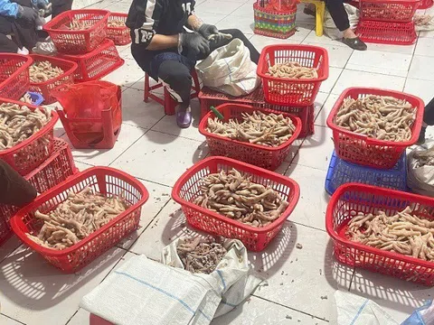 Phát hiện 3,5 tấn chân gà không rõ nguồn gốc xuất xứ