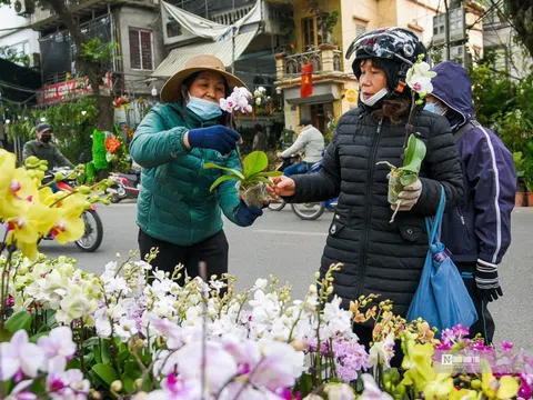 Chợ hoa phố Hoàng Hoa Thám nhộn ngày cuối năm