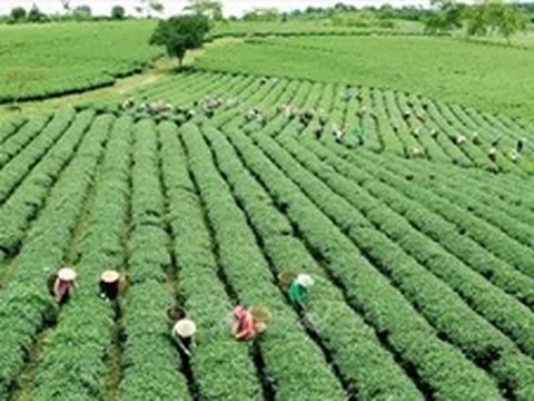 Nới cơ chế tín dụng nông nghiệp, nông thôn