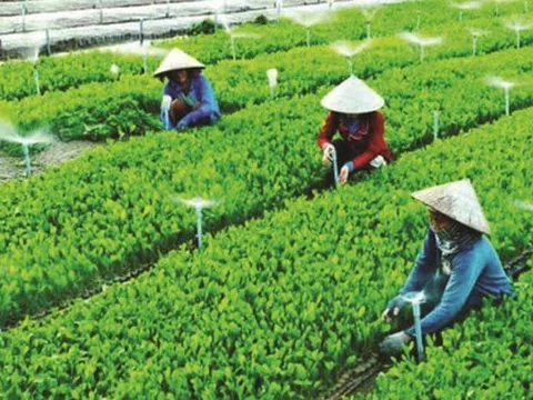 Quy chế hoạt động của Ban Chỉ đạo quốc gia về kinh tế tập thể