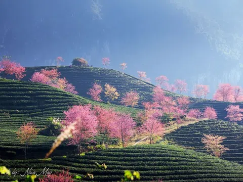 Hơn 2.400 tỷ đồng đầu tư Khu đô thị sinh thái Đồi chè Ô Quý Hồ tại Sa Pa