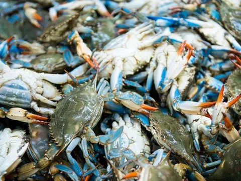 Mỹ tạm hoãn lệnh cấm nhập khẩu ghẹ từ Việt Nam, Bitcoin giảm dưới mốc 100.000 USD