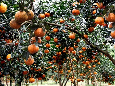 Khám phá sản vật miền Bắc Việt Nam (Kỳ 6): hồng không hạt Xuân Vân, chè Shan Khau Mút, cam sành Hàm Yên