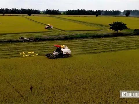 Vụ Hè thu ở đồng bằng sông Cửu Long: Nông dân vui ít, lo nhiều