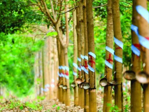 Cao su Hòa Bình (HRC) đặt mục tiêu lãi sau thuế quý IV/2025 đạt 4,5 tỷ đồng