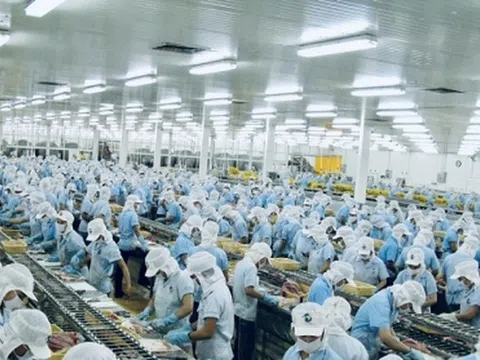 Lãi quý 3/2025 tăng gấp 3 lần, 'vua tôm' MPC lãi 223 tỷ, tiền gửi Vĩnh Hoàn (VHC) lên 4.400 tỷ