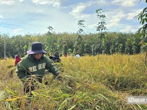 Mùa vàng giữa rừng cao su ở Đồng Nai