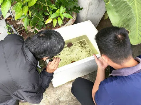 Đà Nẵng: Ca sốt xuất huyết tăng 37% chỉ trong một tuần