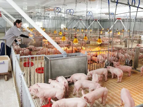 Nông nghiệp Hòa Phát (HPA) IPO: Lãnh đạo thế chấp gần 1.600 tỷ đồng cổ phiếu HPG