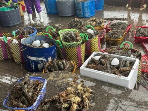 Thực hư thông tin "giải cứu" tôm hùm cho bà con Phú Yên trên mạng xã hội