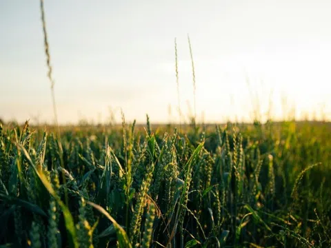 Vương quốc Anh thông qua Luật về Công nghệ Di truyền chọn tạo giống chính xác