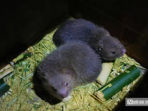 Người dân miền núi Nghệ An thu lời cao từ con siêu gặm nhấm