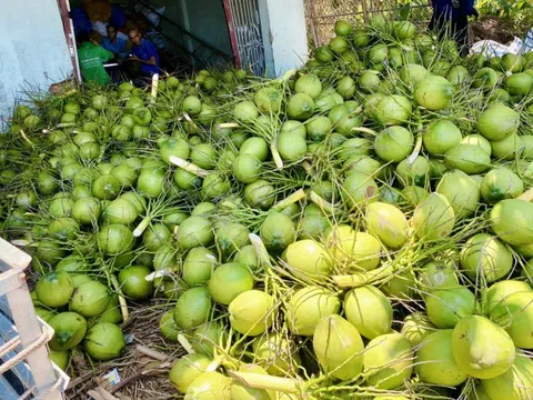 Việt Nam hướng tới thương hiệu dừa xanh, an toàn và giảm phát thải