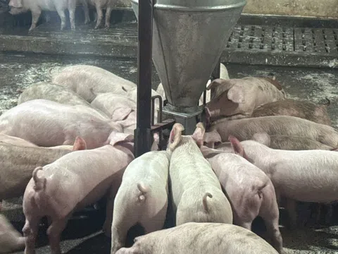 Chống dịch tả lợn châu Phi đi đôi với công tác tái đàn