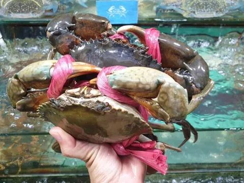 Xuất khẩu cua ghẹ sống của Việt Nam tăng đột phá trong 2 tháng đầu năm