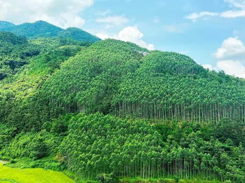 Nâng cao ý thức trồng cây xanh sau '1 tỷ cây xanh Việt Nam'