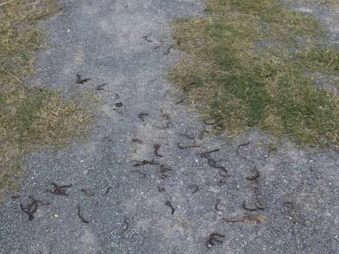 Làm rõ nguyên nhân giun bò lên mặt đất chết hàng loạt ở Quảng Trị