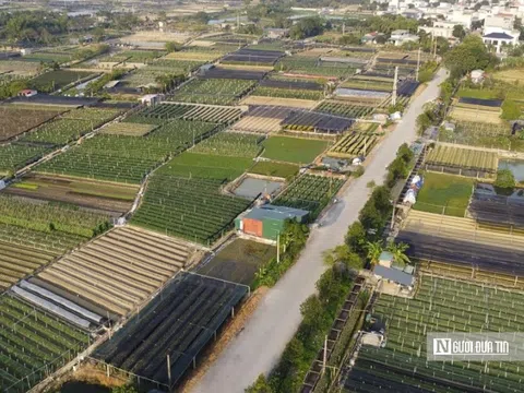 Hai “thủ phủ” quất- hoa xứ Thanh tăng tốc vào vụ Tết