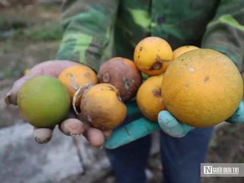 Cam tiến Vua 80.000 đồng/quả rụng đầy gốc, chủ vườn "đứng ngồi không yên"