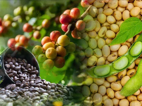 THỊ TRƯỜNG HÀNG HÓA: MXV-Index sụt, cà phê và đậu tương vẫn hút lực mua