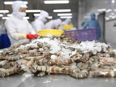Bức tranh xuất khẩu tôm quý I/2026 vẫn phải đối mặt áp lực lớn từ thuế