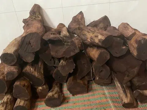 Dân ồ ạt lên rừng săn lùng gỗ tạp bán 3 triệu đồng/kg: Siết chặt quản lý rừng