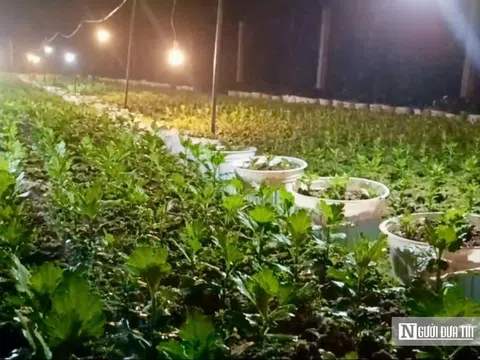 Nông dân làng hoa lớn nhất xứ Nghệ hối hả vào vụ Tết