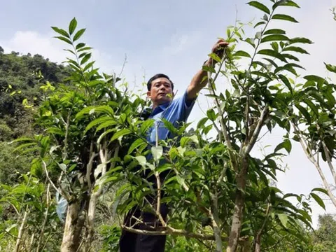 Vững bước thoát nghèo – Lan tỏa sức mạnh từ những mô hình sinh kế bền vững