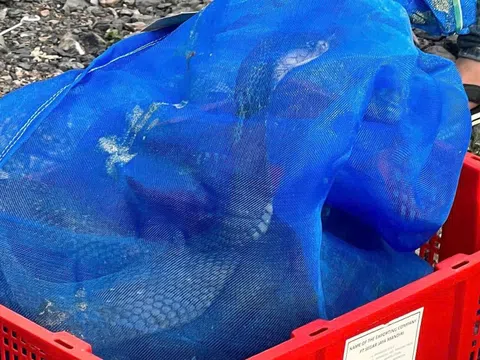 Số phận 676 cá thể rắn hổ mang vận chuyện ‘lậu’ ở Quảng Trị sẽ ra sao?