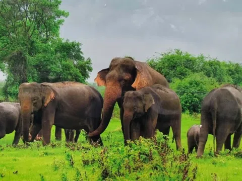 Phục hồi đàn voi từ công tác bảo tồn