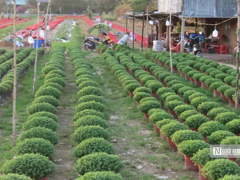 Làng hoa An Cư tất bật vụ Tết, cung ứng hàng chục nghìn chậu hoa ra thị trường