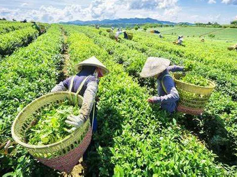 'Giải cứu' thành công gần 500 container chè Việt Nam bị ùn ứ tại cảng Karachi, Pakistan