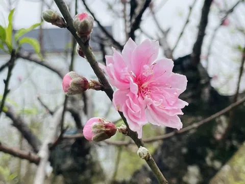 Thủ phủ đào phai tất bật vào mùa "canh hoa", quyết định thành bại cả năm