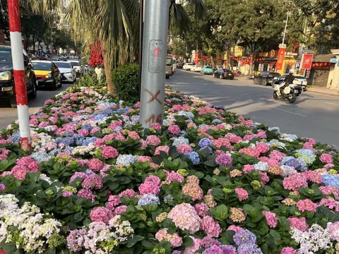 Sắc hoa điểm tô không gian đô thị Hà Nội, người dân đua nhau "check in"