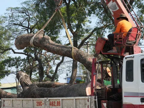 Hà Nội: Di dời, đốn hạ hàng chục cây xà cừ cổ thụ mở rộng đường hơn 3.000 tỷ đồng