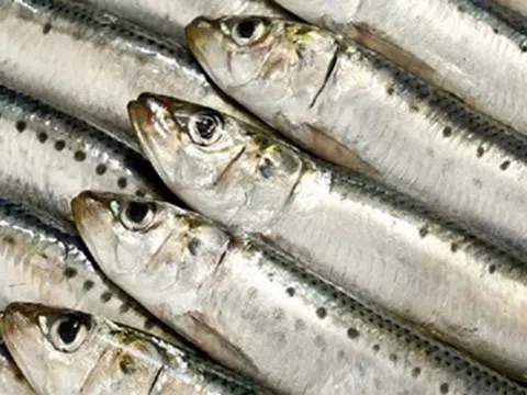 Loại cá được ca ngợi "tốt bậc nhất thế giới", hóa ra là cá quen thuộc ở chợ Việt Nam, giá rẻ khó tin